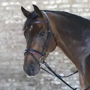 Trensenzaum waldhausen star diamond
