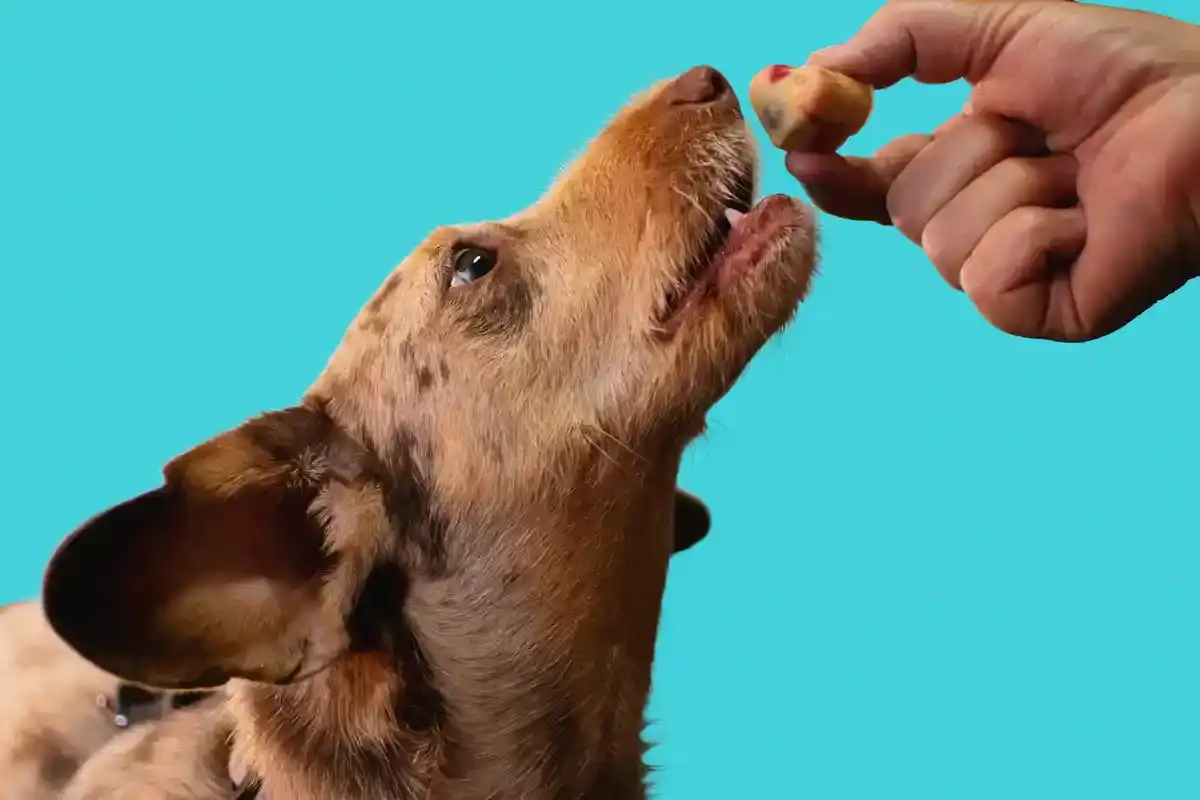 Biotin für Hunde - Biotin fuer Hunde