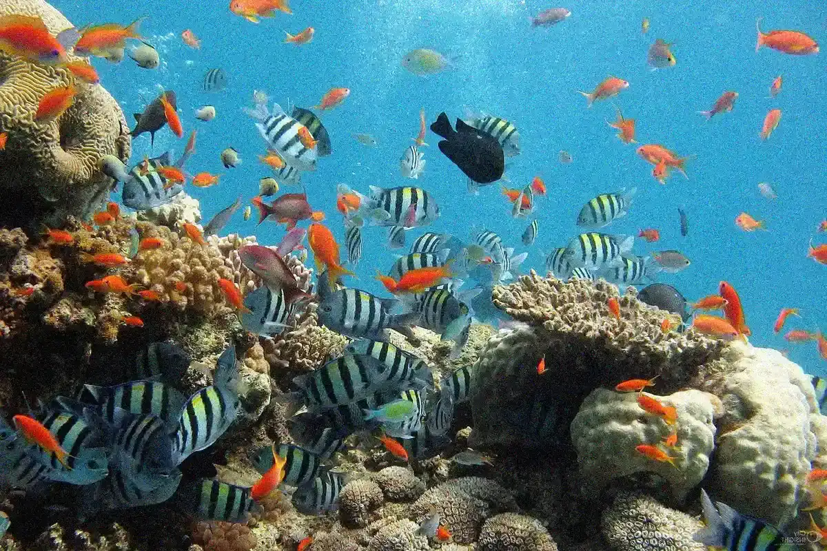 Aquarium-Innenfilter - Aquarium Innenfilter