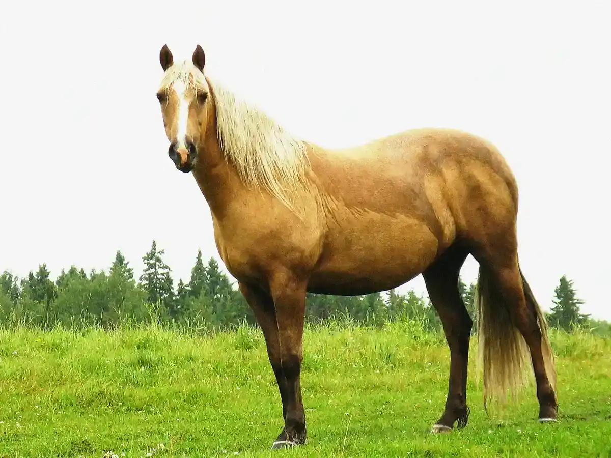 Magnesium Pferd - Magnesium Pferd