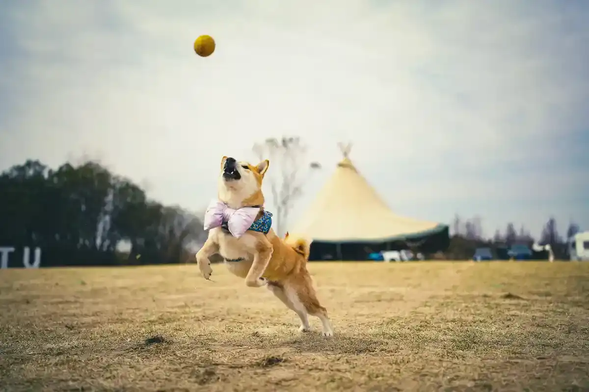 Ballwurfmaschine Hund - Ballwurfmaschine Hund 2