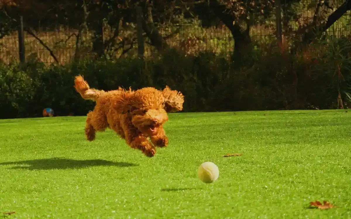 Ballwurfmaschine Hund - Ballwurfmaschine Hund