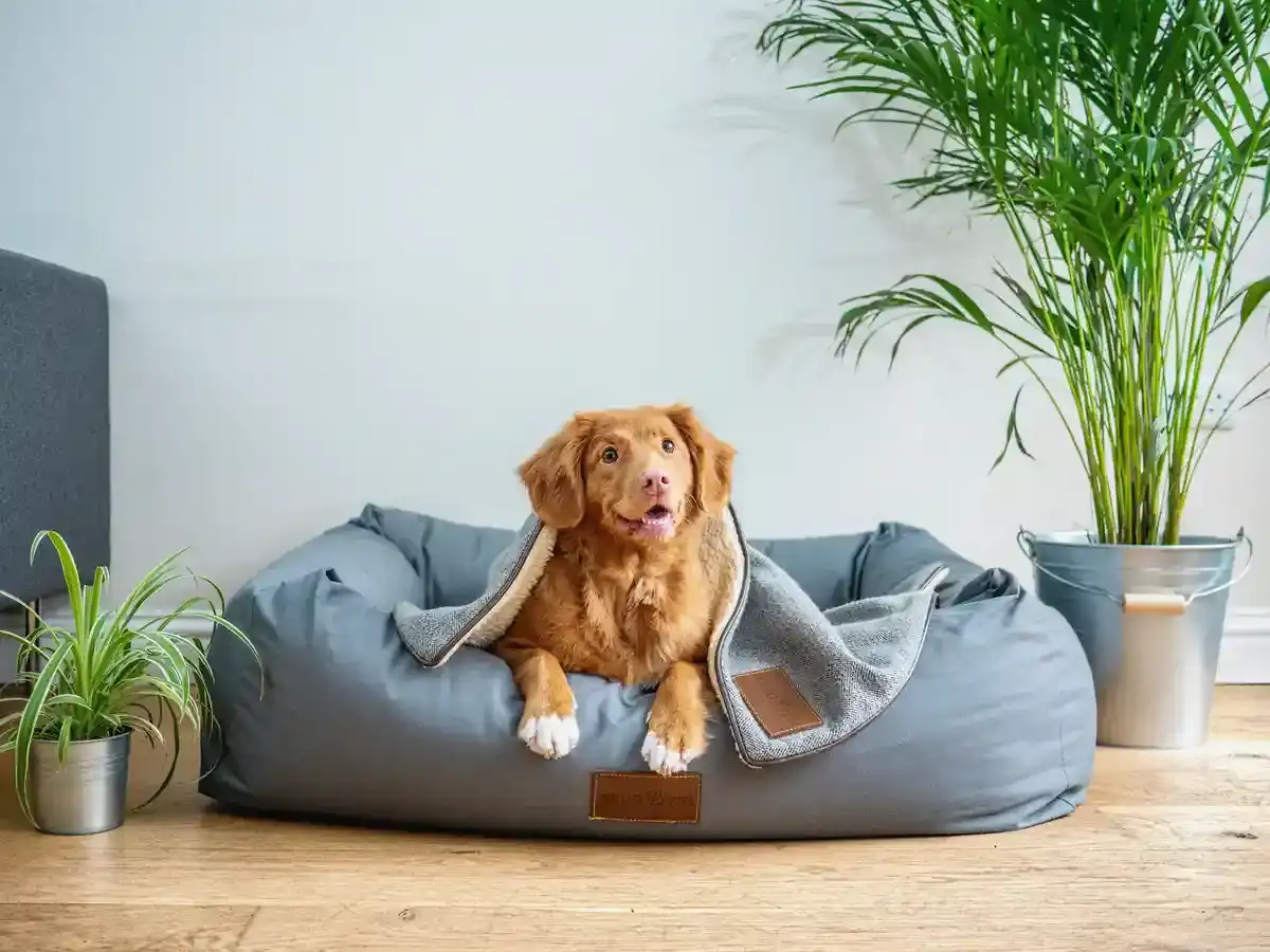 Bedsure-Hundebett - Bedsure Hundebett