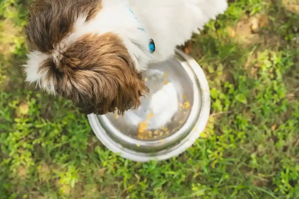 Deuka-Hundefutter - Deuka Hundefutter 2