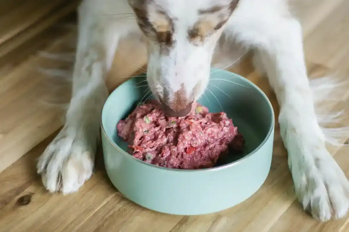 Nassfutter Hund getreidefrei - Nassfutter Hund getreidefrei 2