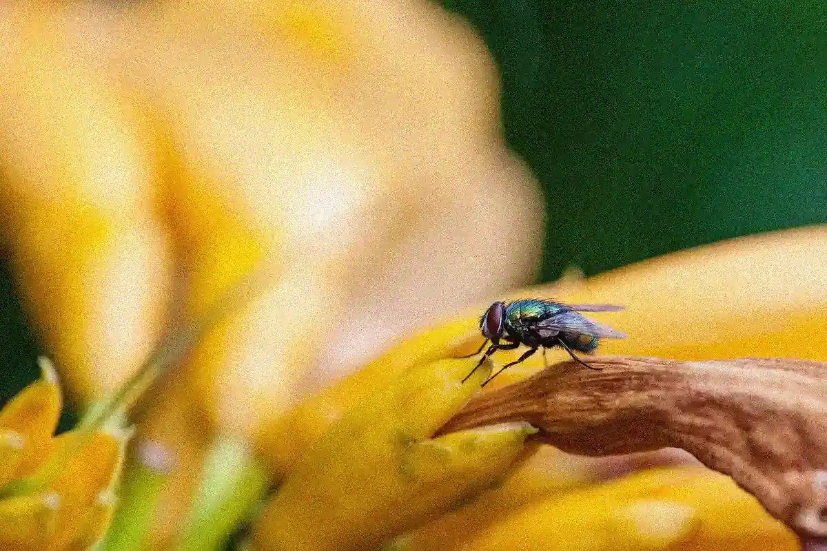 Windhager-Insektenschutz - Windhager Insektenschutz