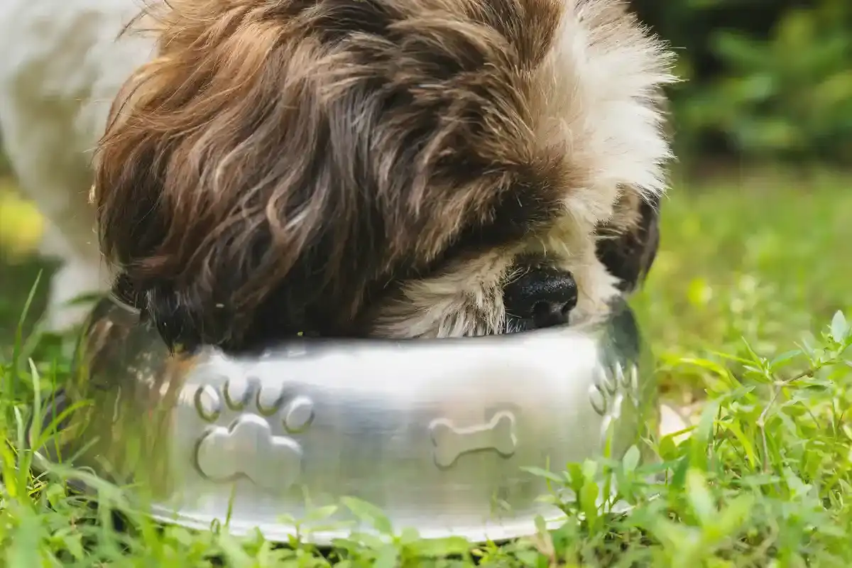 Wolfsblut-Hundefutter - Wolfsblut Hundefutter
