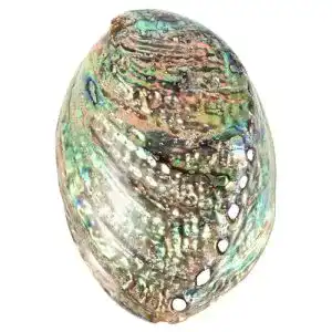 Abalone muschel besportble 10 12cm grosse abalone schale