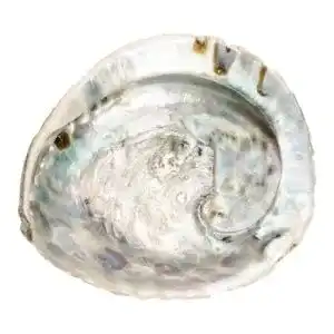 Abalone muschel nadeco abalone schnecke laenge ca 14 17 cm