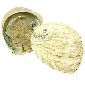 Abalone-Muschel