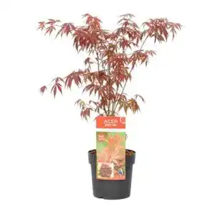 Ahorn pflanze bloomique acer palmatum atropurpureum