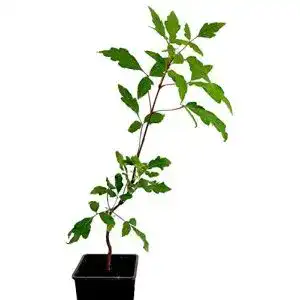 Ahorn pflanze seedeo zimtahorn pflanze ca 15cm 20 cm hoch