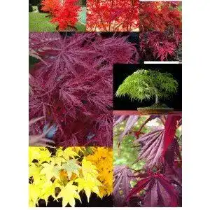 Ahorn samen grow your secret garden japanischer ahorn