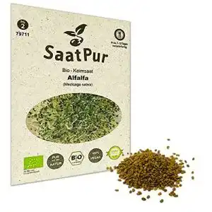 Alfalfasprossen saatpur bio keimsprossen keimsaat fuer alfalfa