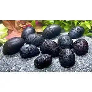 Algenfressende schnecke daxton plant 5 anthrazit napfschnecke