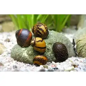 Algenfressende Schnecke - algenfressende schnecke garnelio tiere top algenkiller