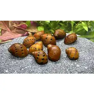 Algenfressende schnecke waterplants 5 orange track