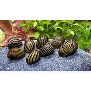 Algenfressende schnecke waterplants 5 zebra rennschnecken