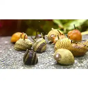 Algenfressende schnecke waterplants geweihschnecke clithon