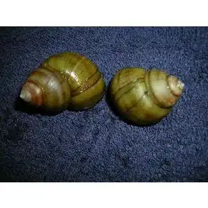 Algenfressende schnecke waterplants sumpfdeckelschnecke