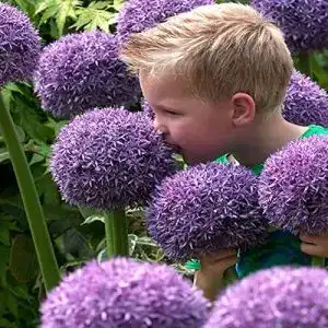 Allium-Zwiebeln - allium zwiebeln alasines allium zwiebeln winterhart