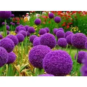 Allium zwiebeln bloom green co 200pcs bag riesen allium