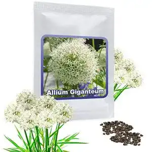 Allium zwiebeln magic of nature riesen lauch weiss