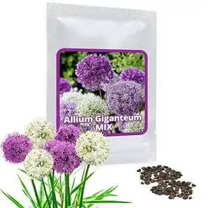 Allium zwiebeln magic of nature riesen zierlauch 60 samen