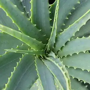 Aloe vera pflanze dominik blumen und pflanzen echte aloe vera