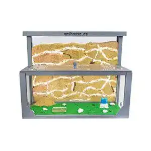 Ameisenfarm anthouse natuerliche aus sand 3d modell l