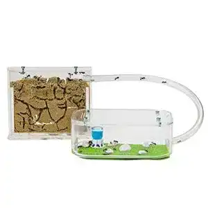 Ameisenfarm anthouse natuerliche aus sand basic set