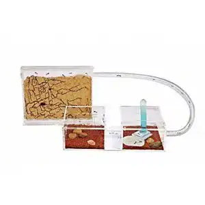 Ameisenfarm anthouse natuerliche aus sand mini set