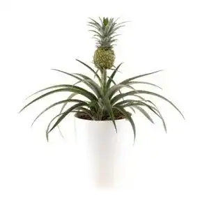 Ananas pflanze blumenshop de ananas comosus mi amigo