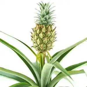 Ananas pflanze gardenersdream 1 x ananas comosus amigo