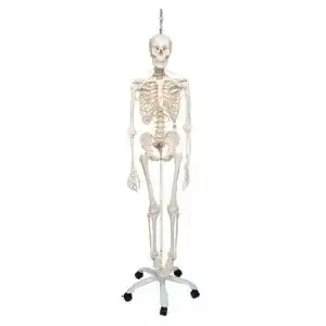 Anatomie skelett 3b scientific menschliche feldi