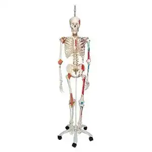 Anatomie skelett 3b scientific menschliches sam