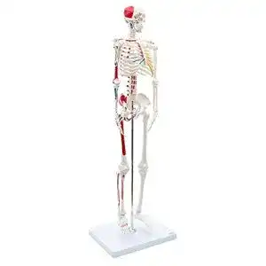 Anatomie skelett cranstein scientific cranstein a 118 mini skelett