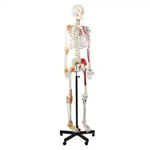 Anatomie skelett cranstein scientific cranstein a 125 skelett