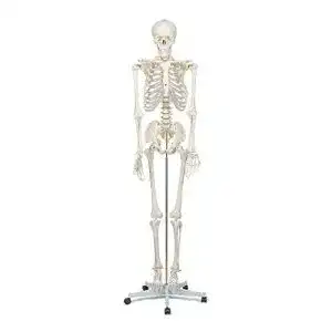 Anatomie skelett elementary anatomy skelett buddy the budget