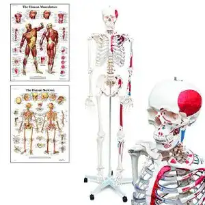 Anatomie skelett elementary anatomy skelett mike