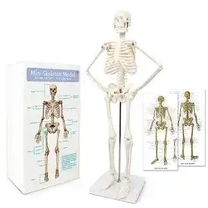 Anatomie skelett evotech scientific mini mensch skelett
