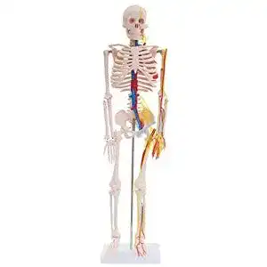 Anatomie skelett medmod anatomie modell skelett mit nerven
