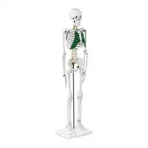 Anatomie skelett physa wellness lifestyle physa mini skelett