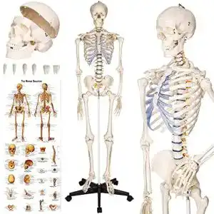 Anatomie Skelett