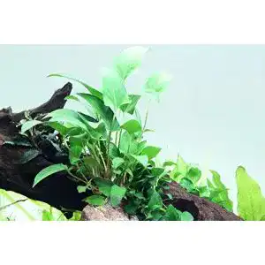 Anubia tropica aquarium pflanze gracilis wasserpflanzen