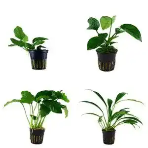 Anubia tropica set mit 4 topf pflanzen aquariumpflanzenset