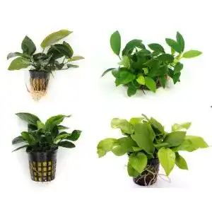 Anubia wfw wasserflora quartett 4x toepfe
