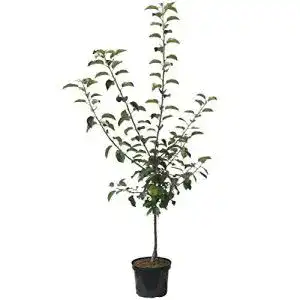 Apfelbaum cox orange muellers gruener garten shop cox orange