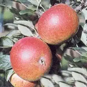 Apfelbaum cox orange plantapro renette apfel cox orange