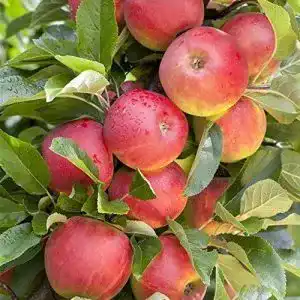 Apfelbaum elstar pflanzen fuer dich apfel baum elstar malus